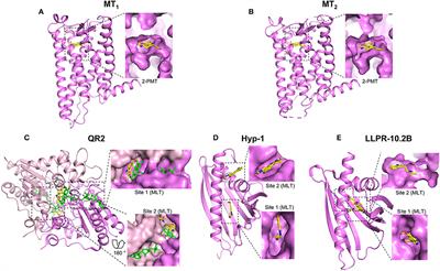 Melatonin Target Proteins: Too Many or Not Enough?